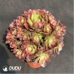 Aeonium Athena Variegated Clustering