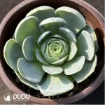 Aeonium Greenovia Gerimir