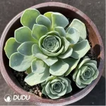 Aeonium Love letter Clustering