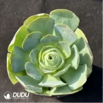 Aeonium Greenovia Arora