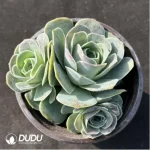 Aeonium Jero Greenovia Clustering