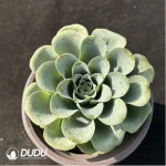 Aeonium Goblet Greenovia