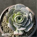Aeonium Jero Greenovia