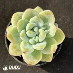 Sedum clavatum