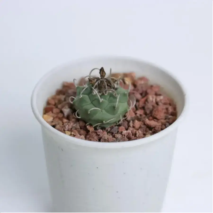 1-2392.webp Cactus-Turbinicarpus klinkerianus - Image 1