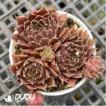 Sempervivum For You ( 4U )