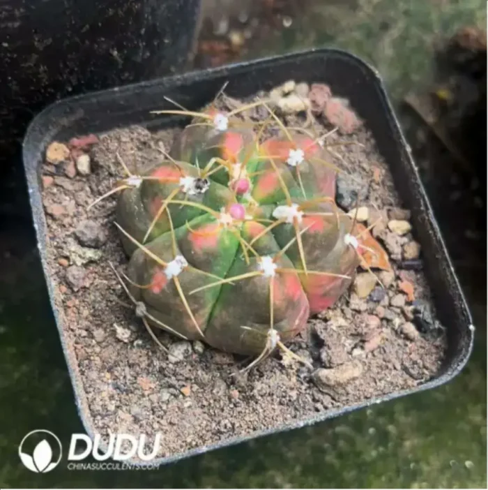 1-2395.webp Gymnocalycium paraguayense - Image 1