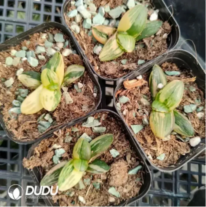 1-2397.webp Haworthia ShiPu variegated - Image 1