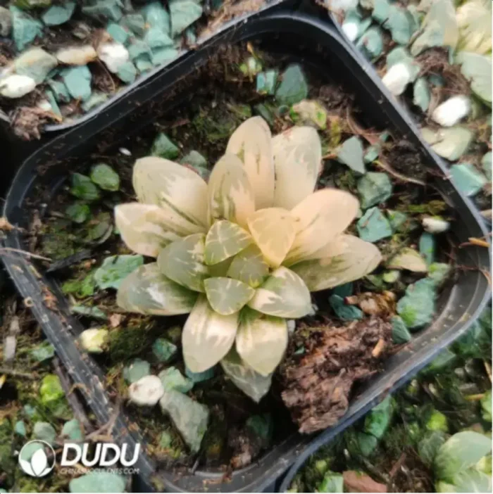 1-2399.webp Haworthia Northern lights - Image 1