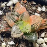 Haworthia 'Nuoyulu' Variegated