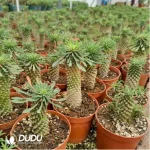 Euphorbia-clandestina