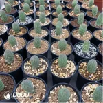 Aizoaceae-Trichodiadema bulbosum Schwantes