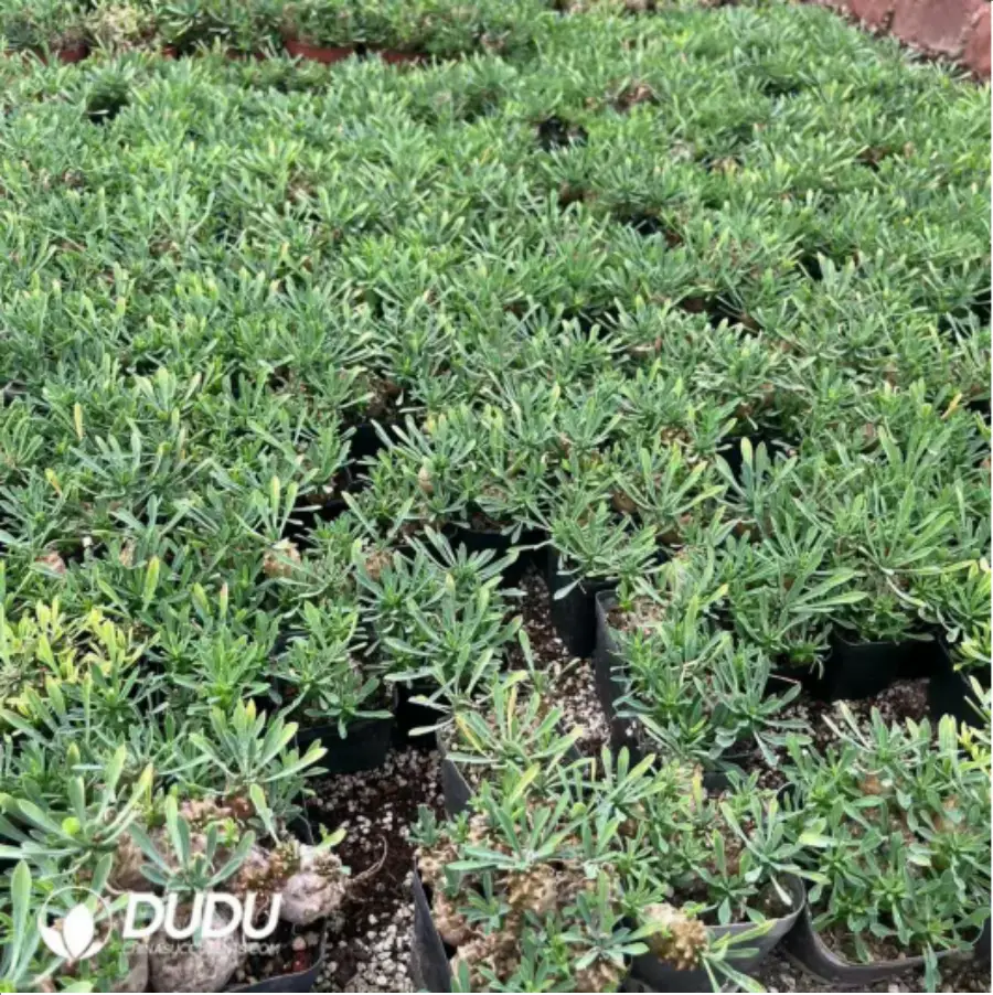 1-2407.webp Euphorbia-x japonica - Image 1