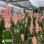 Euphorbia-abdelkuriBalfour fil Variegated