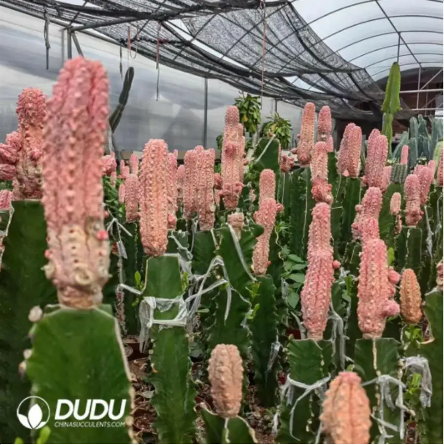 1-2408.webp Euphorbia-abdelkuriBalfour fil Variegated - Image 1