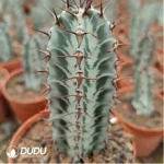 Euphorbia-zoutpansbergensis