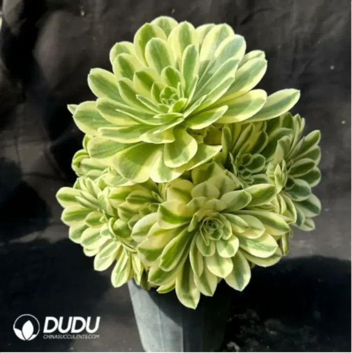 1-2412.webp Aeonium Maybach clustering - Image 1