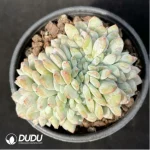 Echeveria Monroe Cristata