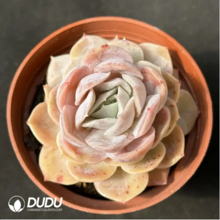 1-2417.webp Echeveria 'Blue Surprise' - Image 1