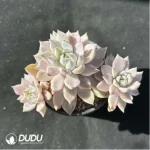 Echeveria Blood Moon Variegated Clustering