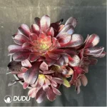 Aeonium Huana clustering