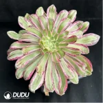Aeonium V variegated
