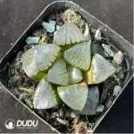 Haworthia Sun Moon Lake