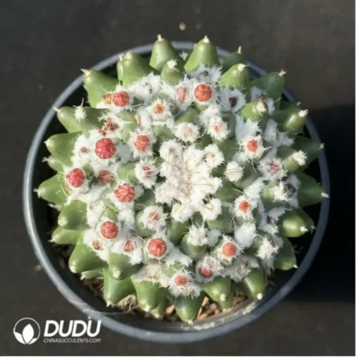 Cactus-Mammillaria bucareliensis erusamu - Image 1