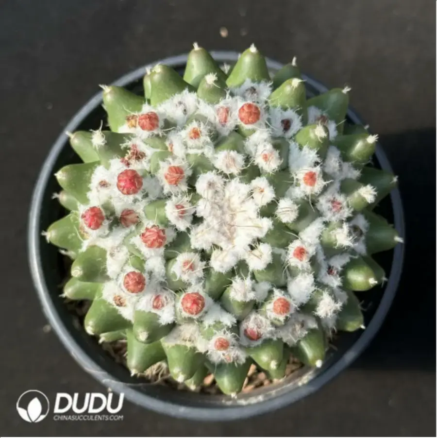 1-2429.webp Cactus-Mammillaria bucareliensis erusamu - Image 1