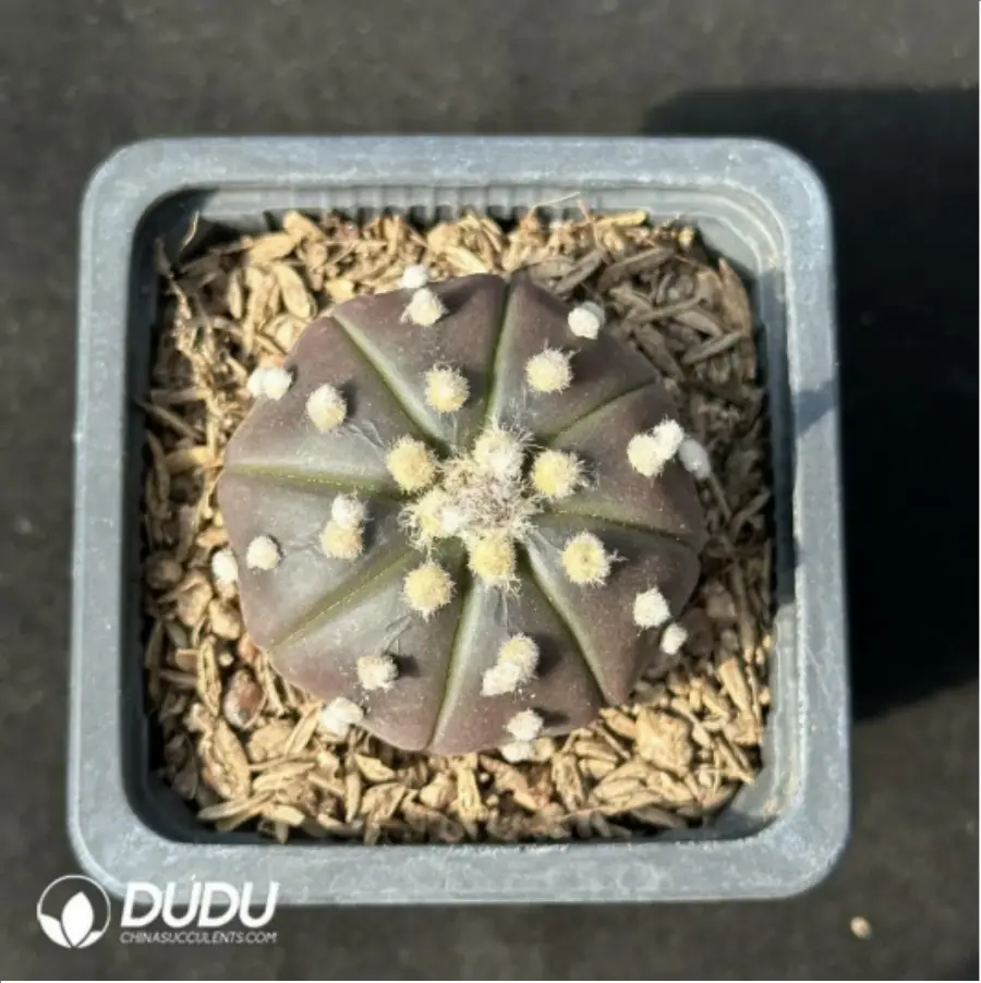 1-2430.webp Cactus-purple asterias - Image 1