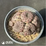 Cactus-Rebutia rauschii'Zecher Clustering