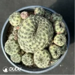 Cactus-Sulcorebutia rauschii f.aurespina Clustering