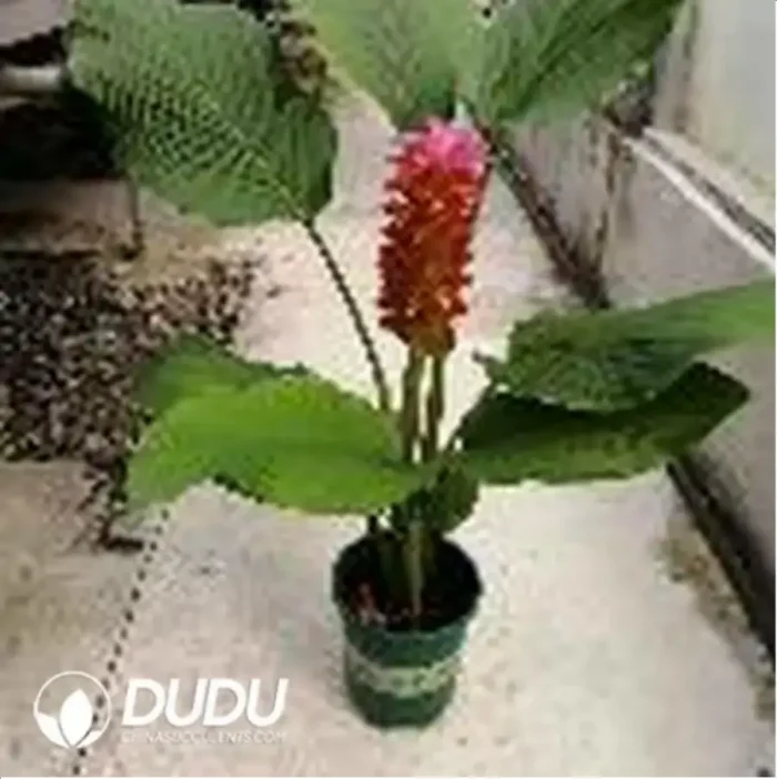 1-244.webp 0.4/Pcs Curcuma hybrida 'Red Torch' Seedling(100Pcs?? - Image 1