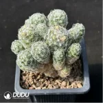 Cactus-Mammillaria herrerae Clustering