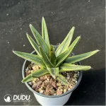 Agave-victoriae-reginae variegated