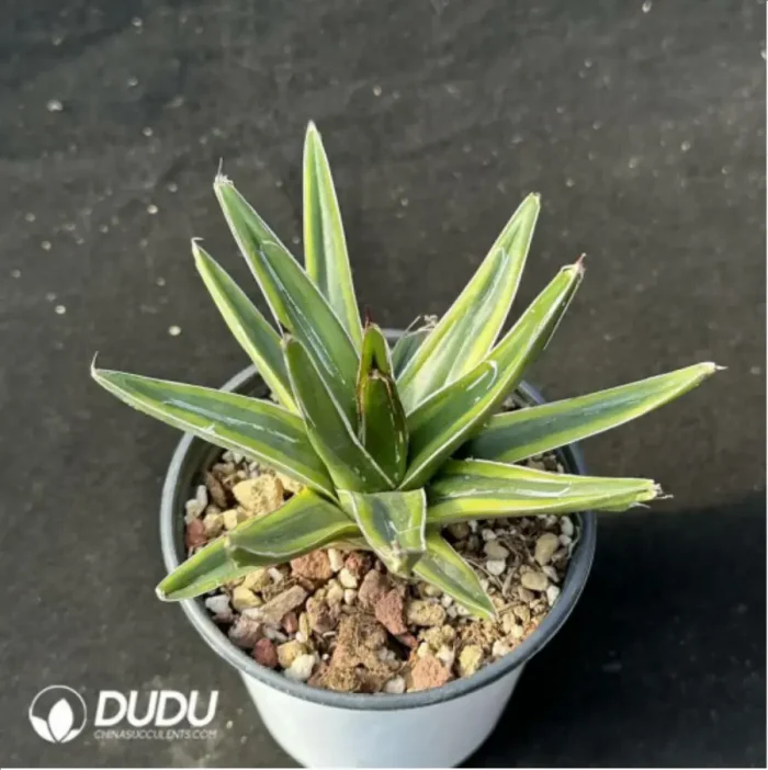 1-2442.webp Agave-victoriae-reginae variegated - Image 1