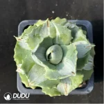 Agave potatorum var. verschaffelti variegate white