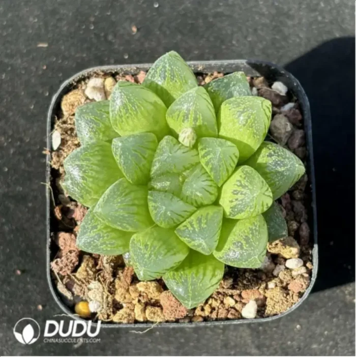 1-2445.webp Haworthia snow - Image 1