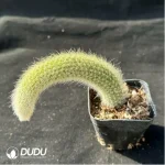 CleistoCactus-winteri.Monkey Tail Cactus