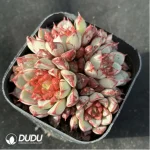 Echeveria Fireworks Sunflower Clustering