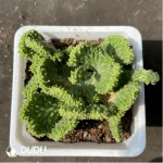 Euphorbia-inermis Cristata