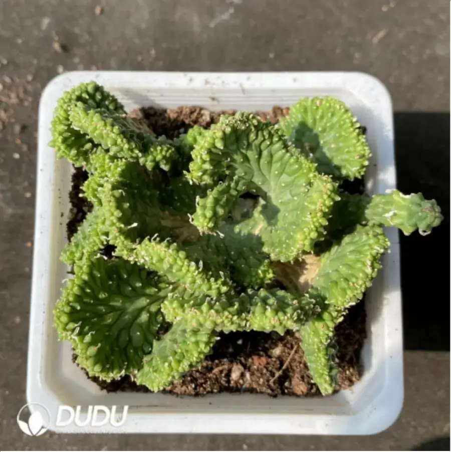 1-2468.webp Euphorbia-inermis Cristata - Image 1