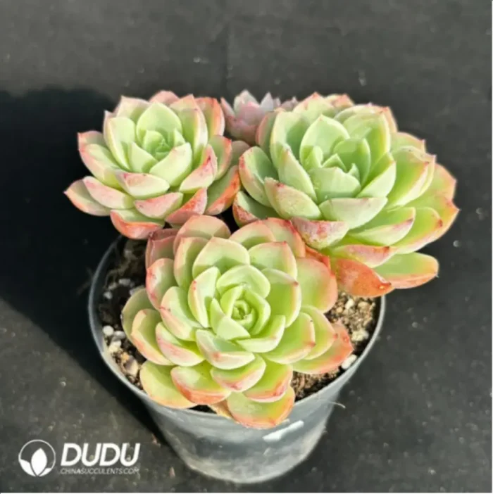 Echeveria Orange Hami melon Clustering - Image 1