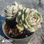 Echeveria Pink Laura
Double Head