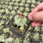 Euphorbia meloformis f. variegated