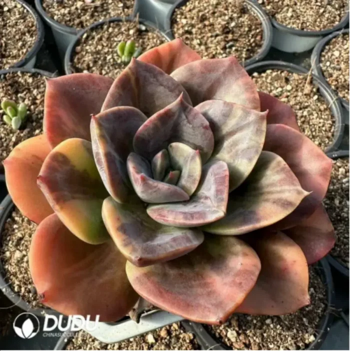 Echeveria Brumenka  variegated - Image 1