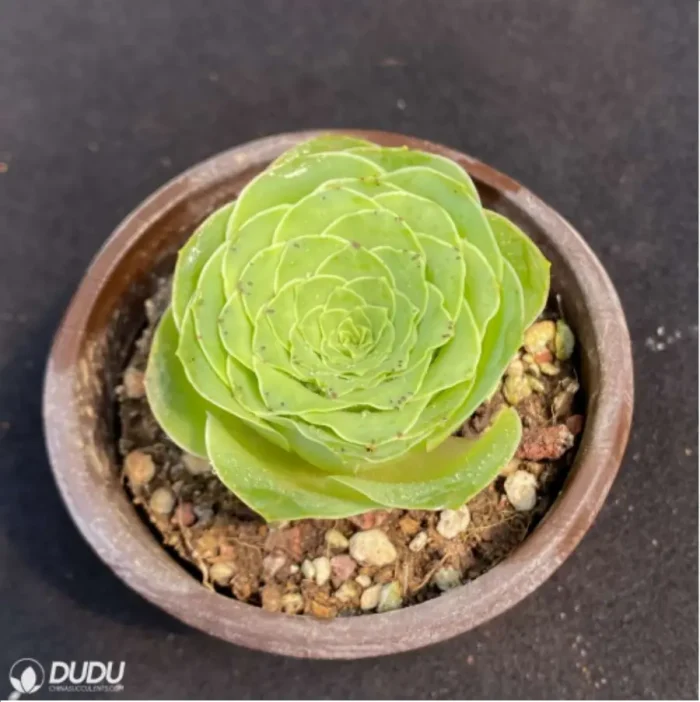 Aeonium Honey Peach Greenovia - Image 1