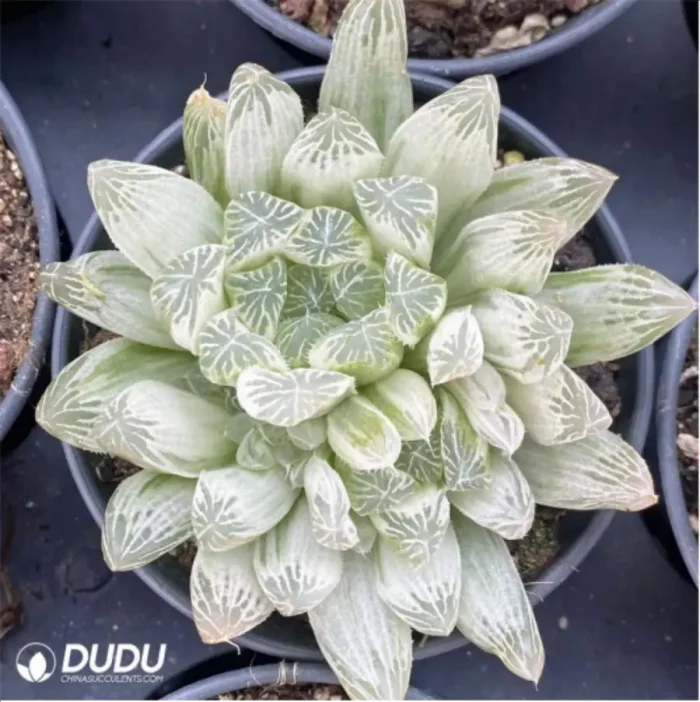 Haworthia cooperi' Variegata - Image 1