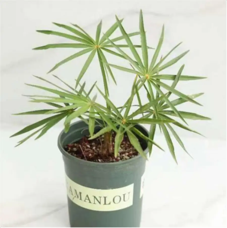 1-2515.webp Euphorbiaceae Coccothrinax miraguama ssp.miraguama - Image 1