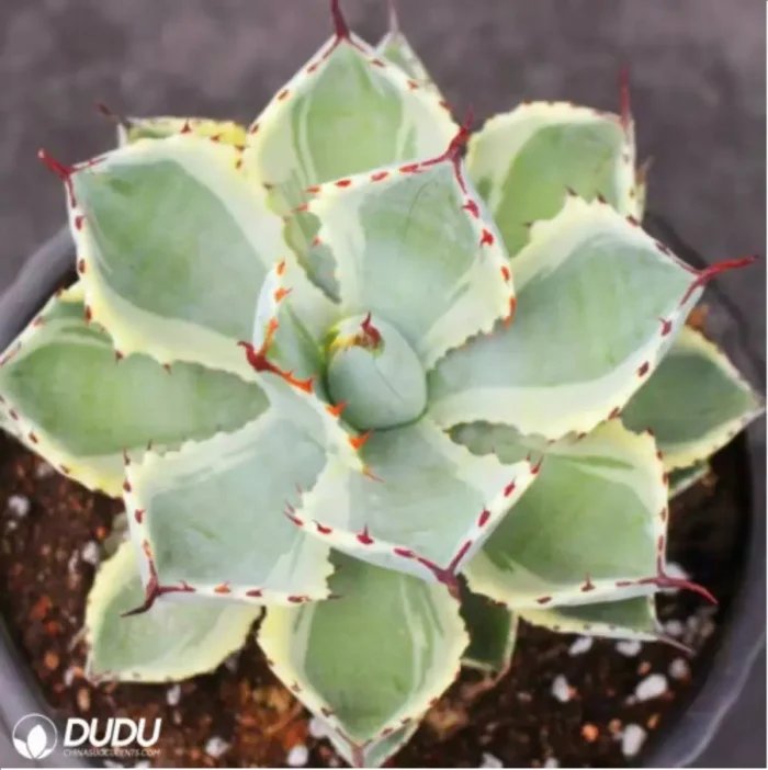 Agave Potatorum Kisshoukan - Image 1